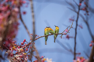 bird on a flower