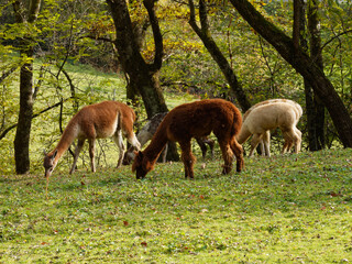 Naklejka na ściany i meble Herd of black, brown and white suris alpacas (Vicugna pacos) with llama (Lama glama) in a park
