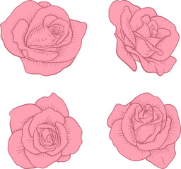 Set of Roses Rose Flowers in Vintage Woodcut Style