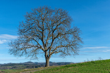 très grand noyer majestueux au sommet d'une montagne avec ses écorces jaunes brillant au soleil par une belle journée d'hiver
