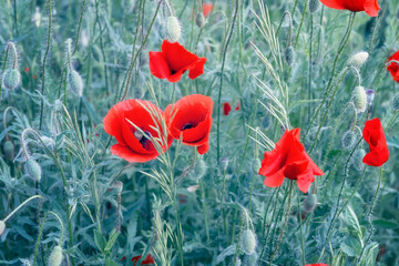Close up view of poppy field