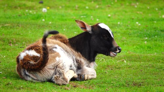 calf zebu (bos taurus indicus) lies on a green pasture