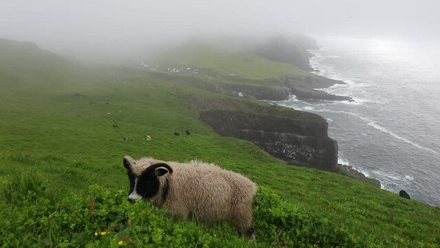 Sheep grazing among seaside cliffs, Faroe Islands