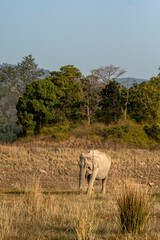 wild asian elephant or tusker head on strolling or walking in winter morning light and scenic landscape at dhikala zone of jim corbett national park forest uttarakhand india - Elephas maximus indicus