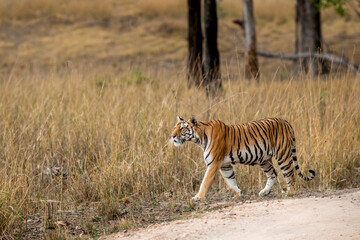wild adult royal bengal female tiger or panthera tigris tigris side profile on prowl in search of...
