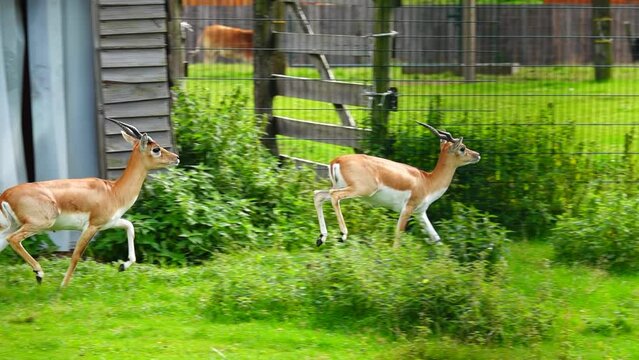 garna (antilope cervicapra) jumping in zoo. slow motion