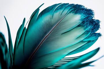 teal blue feather of an angel isolated background