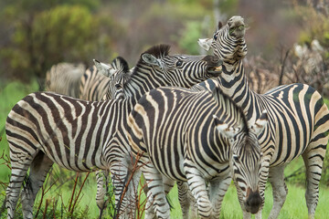 Fototapeta na wymiar Dazzle of zebras