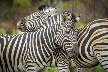 Fototapeta na wymiar Two zebras standing together
