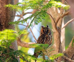 Beautiful owl