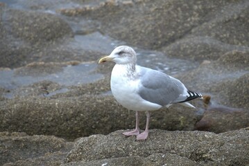 Fototapeta premium Oiseau aquatique .