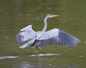 Heron walking on water wings outstretched