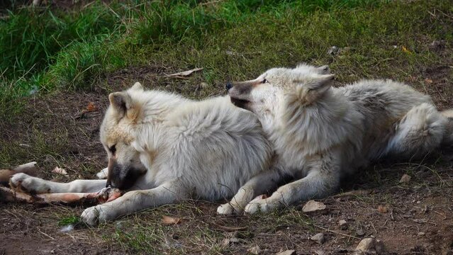 two white polar wolves lie on ground in wild