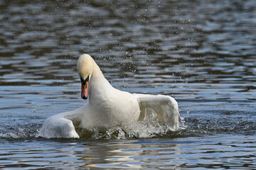 Swan landing badly on water