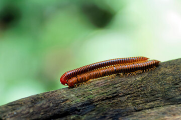Die tropische Welt von Borneo - Malaysia
