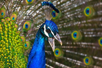 Fototapeta na wymiar Peacock head with tail feathers raised and beak open