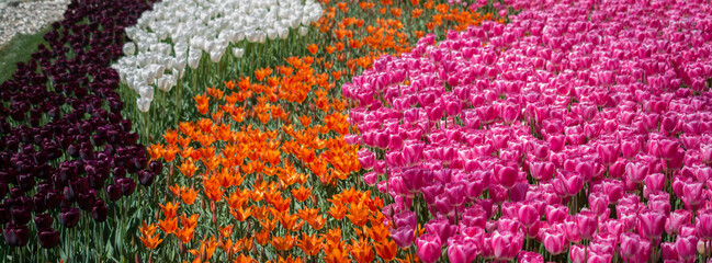 Fototapeta na wymiar Colorful tulip flowers as a background in the garden