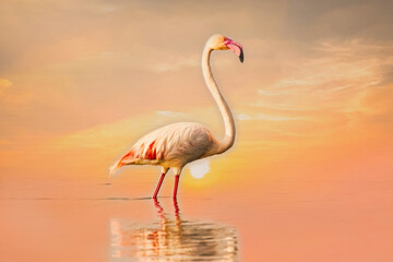 flamingo in the water