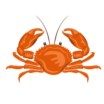 Crab. Marine dweller. Concept of sea and ocean life. Vector illustration