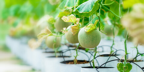 photo of melons inside the farm