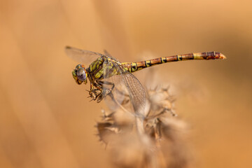 Hooktail dragonfly - Paragomphus madegassus, beautiful large dragonfly from Madagascar fresh waters.