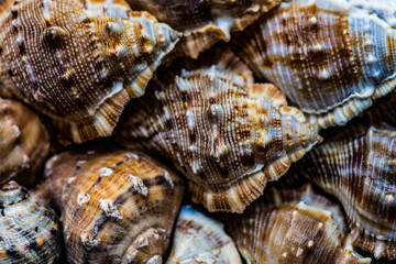 Seashell as a natural background