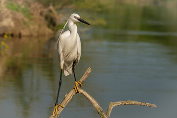 Egreta mica - Egretta garzetta