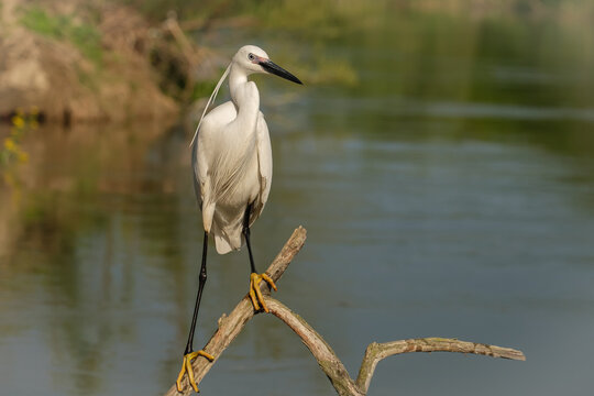 Egreta mica - Egretta garzetta