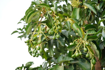 First time getting fruit on this young avocado tree in the orchard.