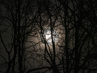 Full Moon with Hazy Clouds Through Trees