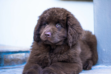 Portrait shoot with a puppy Newfoundland dog