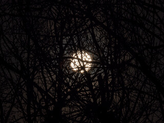 Full Moon and Silhouetted Trees