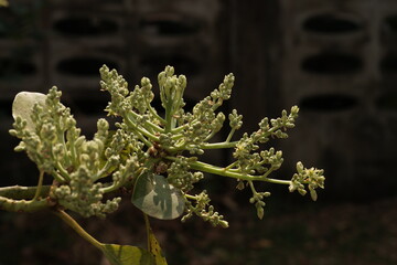 A mature avocado tree may produce in excess flowers during the flowering period, most of which fall without producing fruit.
