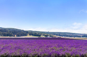 Naklejka na ściany i meble Bright purple flower fields in the sun