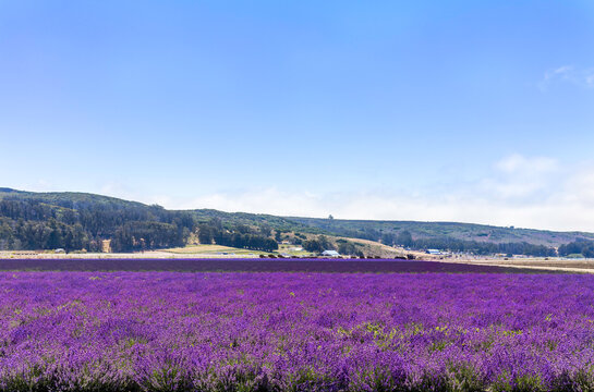 Bright purple flower fields in the sun