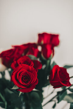 Close Up Photo of Red Roses