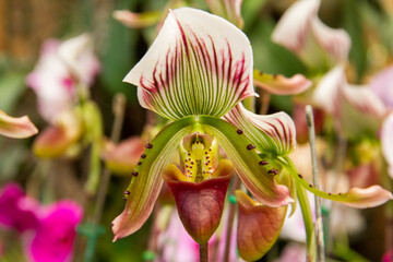 Red and white flower, Flower of exotic orchid Venus slipper (Paphiopedilum insigne f. sanderae)