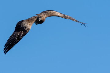 青空の中を飛翔する鳥