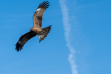 青空の中を飛翔する鳥