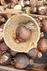 spring flower bulbs in wooden crates