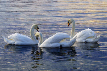 swans on the lake