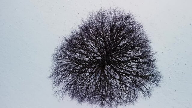 Drone footage rising from close-up of a tree from above to an overview in wintry hilly landscape in Switzerland.