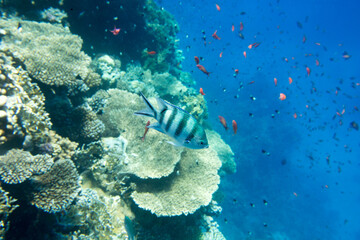 Tranquil underwater scene with copy space