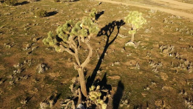 static aerial shot of a large joshua tree in high desert hesperia california with long dramatic shadows in the morning golden light and a small bird in the tree