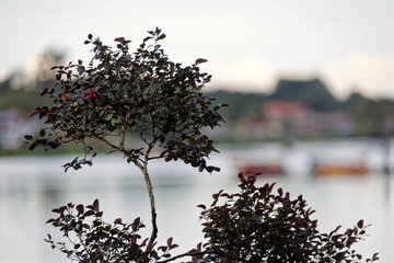 Die tropische Welt von Borneo - Malaysia