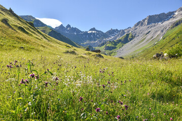 Fototapeta na wymiar flower meadow with thistles and bladder campion, swiss alps canton grisons