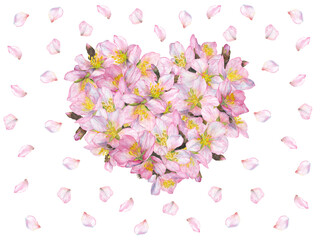 Watercolor illustration of a pink heart and sakura petals. highlight on a white background.