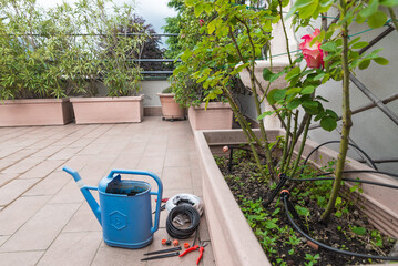Home gardening. Replacing an old watering can with a modern micro drip irrigation system for...