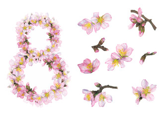 Watercolor illustration, a set of eight cherry blossoms and flowers separately, isolate. women's holiday.
