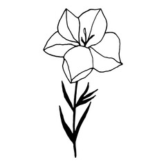 Simple bellflower vector botanical drawing. Isolated flower and leaves. Monochrome bluebell design element. Black wildflower on white background.